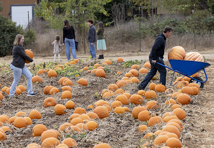 Fall Festival pumpkins