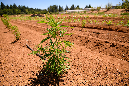 An immature hemp plant in the field.