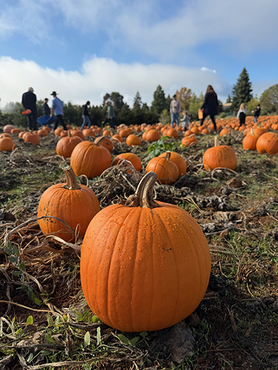 Shone Farm Pumpkins