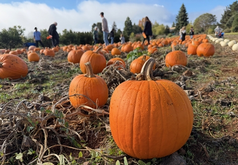 Shone Farm Pumpkins 2026
